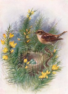 Paapje - Pratincola rubetra, ca. 1910, 1910 door George James Rankin