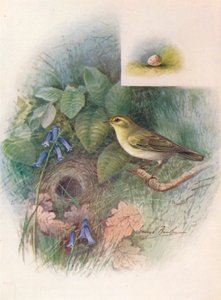 Boszanger - Phylloscopus sibilatrix, ca. 1910 door George James Rankin