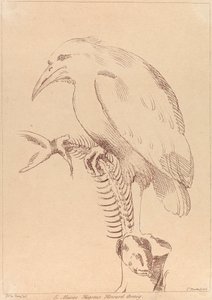 Zonder titel: Vogel met visskelet door George Knapton