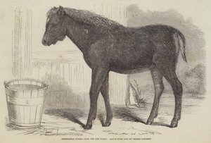Opmerkelijke hybride, uit het New Forest
