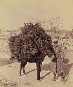Ezel die een lading wortels en takken voor brandstof draagt, Palestina, c.1900