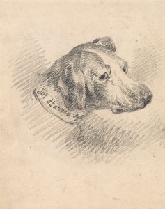 Hoofd van een hond