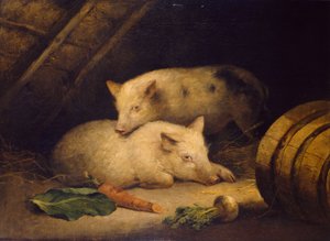 Varkens, 1775-1800