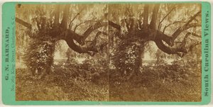 [Live Oaks, Magnolia Cemetery].