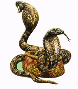 Koningscobra
