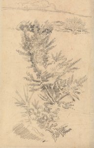 Studie van bomen, enz., in een weide