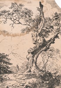 Man en grote boom in landschap
