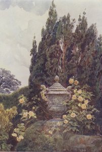 Gloire de Dijon, Penshurst
