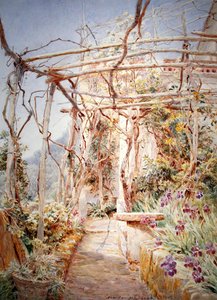 Iris onder de pergola