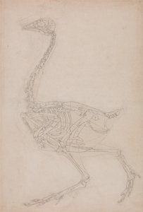 Een vergelijkende anatomische uiteenzetting van de structuur van het menselijk lichaam met dat van een tijger en een hoender: Kippenskelet, zijaanzicht (Waarschijnlijk een basisstudie van de verhoudingen van het kippenskelet, gebruikt voor andere tekeninge door George Stubbs