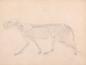 Een vergelijkende anatomische uiteenzetting van de structuur van het menselijk lichaam met dat van een tijger en een hoender: Tijgerlichaam, zijaanzicht door George Stubbs