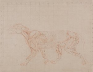 Een vergelijkende anatomische uiteenzetting van de structuur van het menselijk lichaam met dat van een tijger en een hoender:  Tiger Body, Lateral View (Studie van de vierde fase van dissectie die de diepere spieren laat zien) door George Stubbs