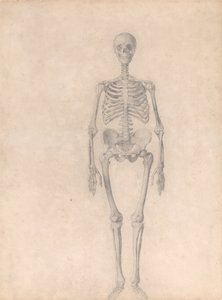 Een vergelijkende anatomische uiteenzetting van de structuur van het menselijk lichaam met dat van een tijger en een hoender: Menselijk skelet, vooraanzicht (voltooide studie voor tabel I) door George Stubbs