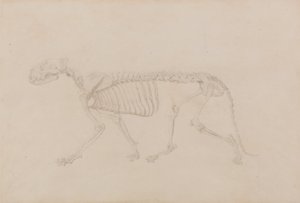 Een vergelijkende anatomische uiteenzetting van de structuur van het menselijk lichaam met dat van een tijger en een hoender: Tijgerskelet, zijaanzicht (zeer complete studie voor tabel IV) door George Stubbs
