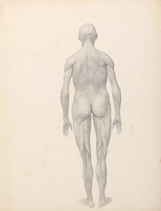 Een vergelijkende anatomische uiteenzetting van de structuur van het menselijk lichaam met dat van een tijger en een hoender:  Menselijke figuur, achteraanzicht, gedeeltelijk ontleed (voltooide studie voor tabel XII) door George Stubbs