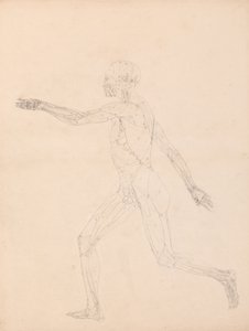 Een vergelijkende anatomische uiteenzetting van de structuur van het menselijk lichaam met dat van een tijger en een hoender: Figuur van de mens, zijaanzicht (voor de sleutelfiguur bij tabel XIII) door George Stubbs