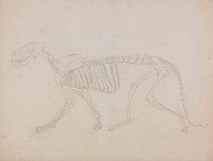 Een vergelijkende anatomische uiteenzetting van de structuur van het menselijk lichaam met dat van een tijger en een hoender: Tijgerskelet, zijaanzicht door George Stubbs