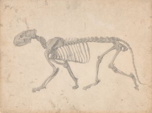 Een vergelijkende anatomische uiteenzetting van de structuur van het menselijk lichaam met dat van een tijger en een hoender: Tijgerskelet, zijaanzicht (voltooide studie voor tabel IV) door George Stubbs
