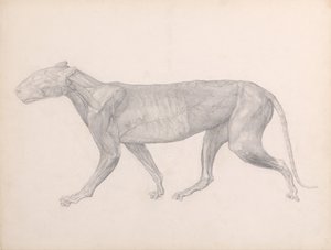Een vergelijkende anatomische uiteenzetting van de structuur van het menselijk lichaam met dat van een tijger en een hoender:  Tijger, zijaanzicht, met het bindweefsel dat de spieren bedekt verwijderd (voltooide studie voor tabel XIV) door George Stubbs