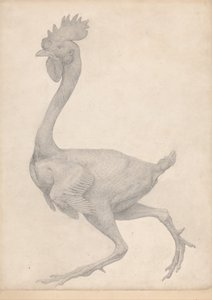 Een vergelijkende anatomische uiteenzetting van de structuur van het menselijk lichaam met dat van een tijger en een gewoon hoen: Gevogelte, zijaanzicht met de meeste veren verwijderd (voltooide studie voor tabel X) door George Stubbs