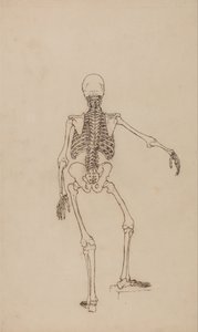 Een vergelijkende anatomische uiteenzetting van de structuur van het menselijk lichaam met dat van een tijger en een hoender: Menselijk skelet, achteraanzicht door George Stubbs