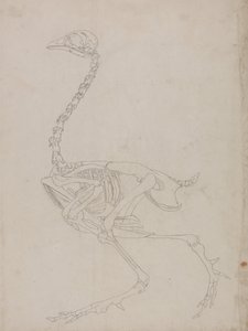 Een vergelijkende anatomische uiteenzetting van de structuur van het menselijk lichaam met dat van een tijger en een hoender:  Kippenskelet, zijaanzicht (schets van het skelet) door George Stubbs