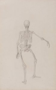 Een vergelijkende anatomische uiteenzetting van de structuur van het menselijk lichaam met dat van een tijger en een hoender: Menselijk skelet, achteraanzicht (rechterarm gestrekt; voltooide studie voor een ongepubliceerde tabel) door George Stubbs