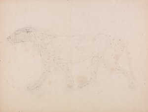 Een vergelijkende anatomische uiteenzetting van de structuur van het menselijk lichaam met dat van een tijger en een hoender: Tijgerlichaam, zijaanzicht (spierstudie voor de sleutelfiguur bij tabel IX) door George Stubbs