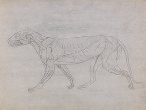 Een vergelijkende anatomische uiteenzetting van de structuur van het menselijk lichaam met dat van een tijger en een hoender: Tijgerlichaam, zijaanzicht door George Stubbs