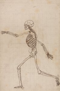Een vergelijkende anatomische uiteenzetting van de structuur van het menselijk lichaam met dat van een tijger en een hoender: Menselijk skelet, zijaanzicht door George Stubbs