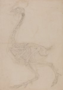 Een vergelijkende anatomische uiteenzetting van de structuur van het menselijk lichaam met dat van een tijger en een hoender:  Kippenskelet, zijaanzicht door George Stubbs