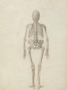 Een Vergelijkende Anatomische Expositie van de Structuur van het Menselijk Lichaam met die van een Tijger en een Gewone Vogel: Menselijk Skelet, Posterior Aanzicht door George Stubbs