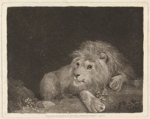 Een leeuw [Een liggende leeuw] door George Stubbs