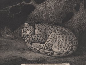 Een Slapende Luipaard, gegraveerd door de kunstenaar, pub. 1791 door George Stubbs