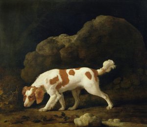 Een spaniël