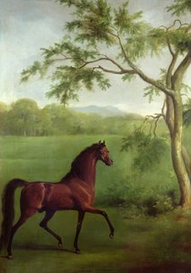 Een Arabische Hengst onder een Boom, c.1761-63 door George Stubbs
