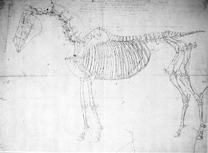 Anatomische studie van een paard door George Stubbs