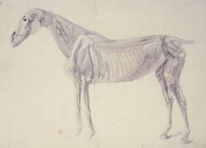 Diagram uit De Anatomie van het Paard
