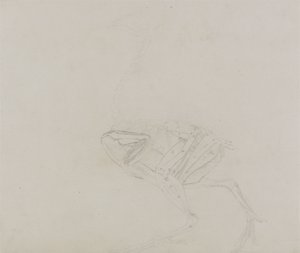 Dorking Hen Lichaam, Lateraal Aanzicht, uit Een Vergelijkende Anatomische Expositie van de Structuur van het Menselijk Lichaam met die van een Tijger en een Gewone Kip, 1795-1806