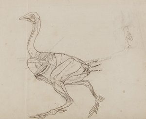Dorking Hen Body, zijaanzicht, uit 