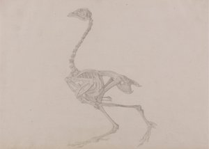 Dorking hen skelet, lateraal zicht (voltooide studie voor een onuitgegeven tabel)