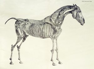 Vijfde Anatomische Tafel, uit 