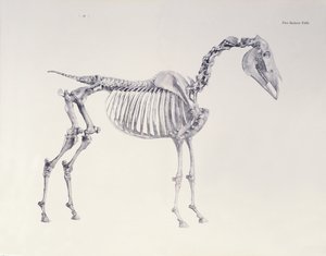 Eerste Skelet Tafel, uit De Anatomie van het Paard door George Stubbs