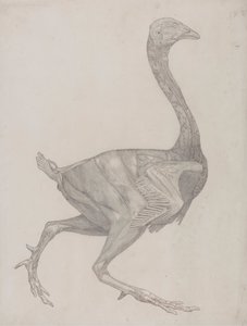Vogellichaam, lateraal aanzicht door George Stubbs
