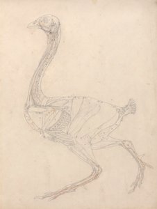 Vogellichaam, lateraal zicht (studie voor de sleutel figuur naar tabel XV) door George Stubbs