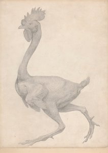 Vogel, Lateraal Aanzicht met de Meeste Veren Verwijderd (Afgewerkte Studie voor Tafel X) door George Stubbs