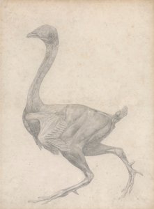 Vogel, lateraal zicht, met huid en onderliggende fasciale lagen verwijderd (afgewerkte studie voor Tafel XV) door George Stubbs