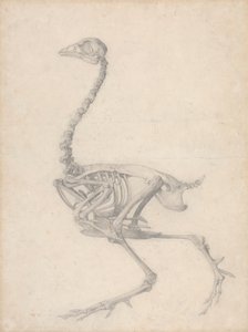 Vogelskelet, zijaanzicht (Voltooide studie voor Tafel V)