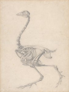 Vogel Skelet, Lateraal Aanzicht (Voltooide Studie voor Tafel V)