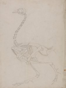 Vogel skelet, zijaanzicht (omtrektekening van het skelet)